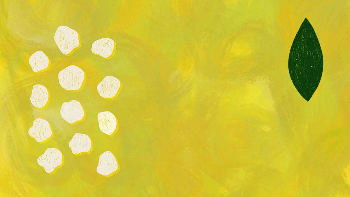 葉如槴子 ⊛ 花如白薔薇